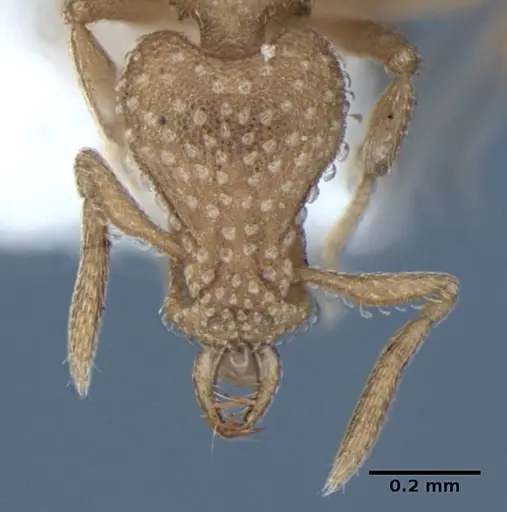 Strumigenys sutrix specimen