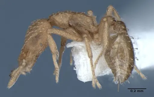 Strumigenys sutrix - ANIC32-017814