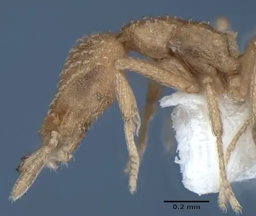 Strumigenys sutrix - ANIC32-017814