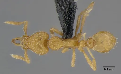 Strumigenys sutrix - ANTWEB1032257