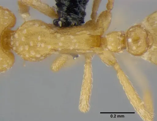 Strumigenys sutrix - ANTWEB1032257