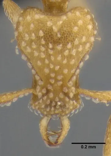 Strumigenys sutrix - ANTWEB1032257