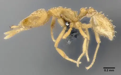 Strumigenys sutrix - ANTWEB1032257