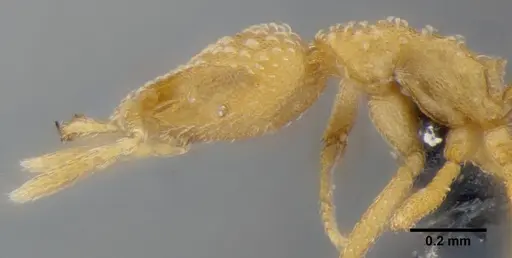 Strumigenys sutrix - ANTWEB1032257