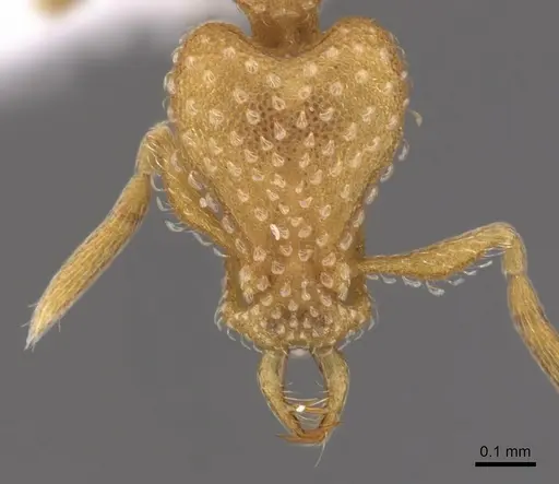 Strumigenys sutrix - CASENT0900919