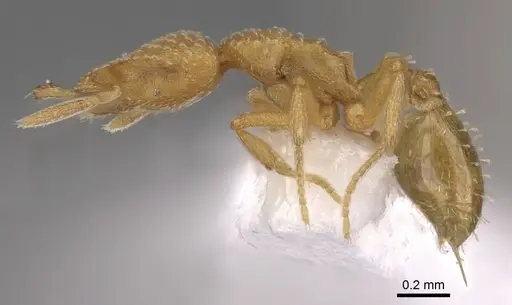 Strumigenys sutrix - CASENT0900919