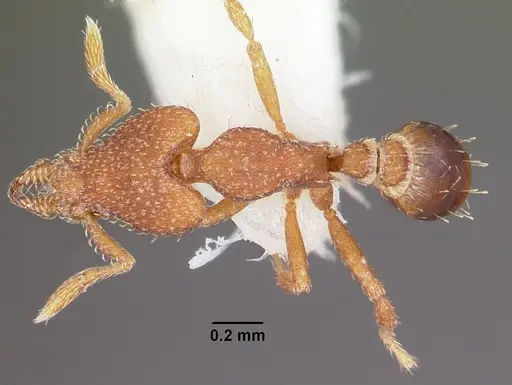 Strumigenys sydorata specimen