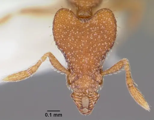 Strumigenys sydorata specimen