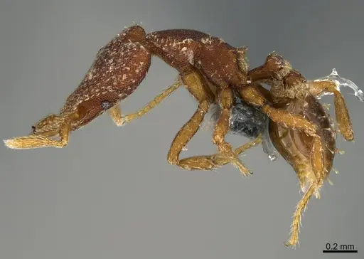 Strumigenys sydorata - CASENT0287750