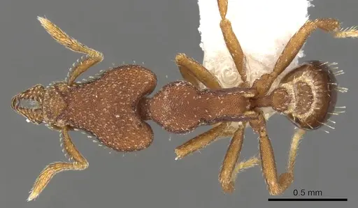 Strumigenys sydorata - CASENT0900777