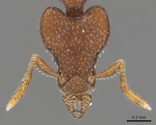 Strumigenys sydorata - CASENT0900777