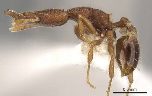 Strumigenys sydorata - CASENT0900777