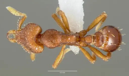 Strumigenys sylvaini - CASENT0005639