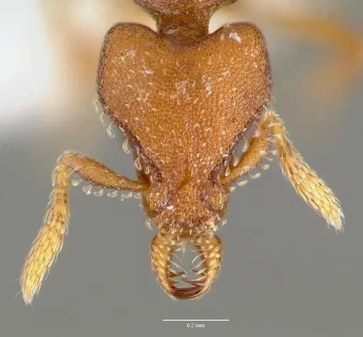 Strumigenys sylvaini - CASENT0005639