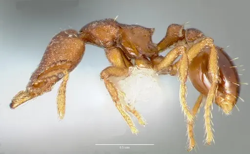 Strumigenys sylvaini - CASENT0005639