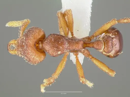 Strumigenys sylvaini - CASENT0005640