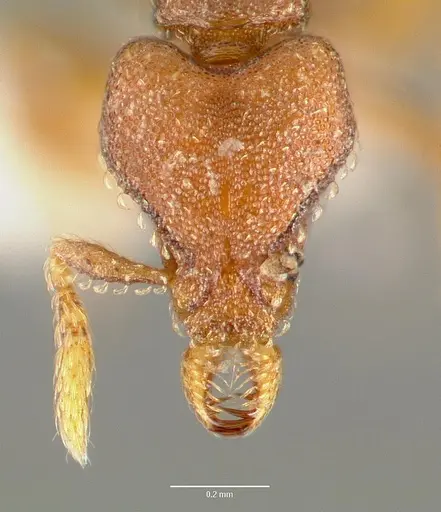 Strumigenys sylvaini - CASENT0005640