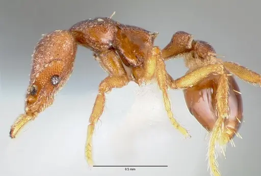 Strumigenys sylvaini - CASENT0005640