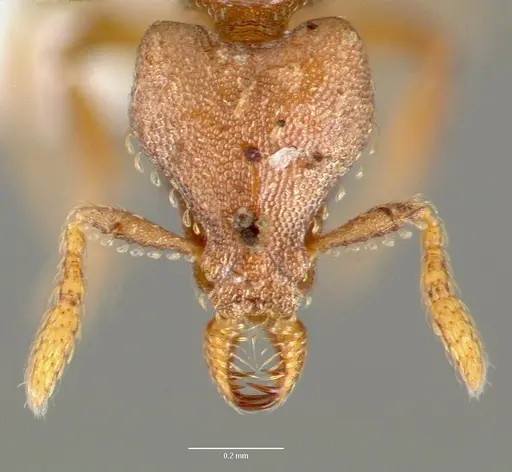 Strumigenys sylvaini - CASENT0005641