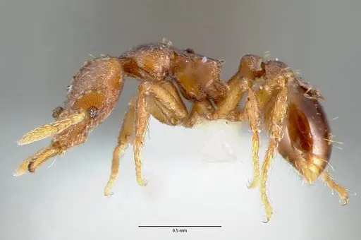 Strumigenys sylvaini - CASENT0005641