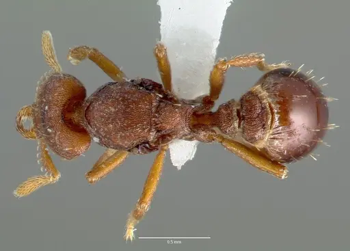 Strumigenys sylvaini - CASENT0006033