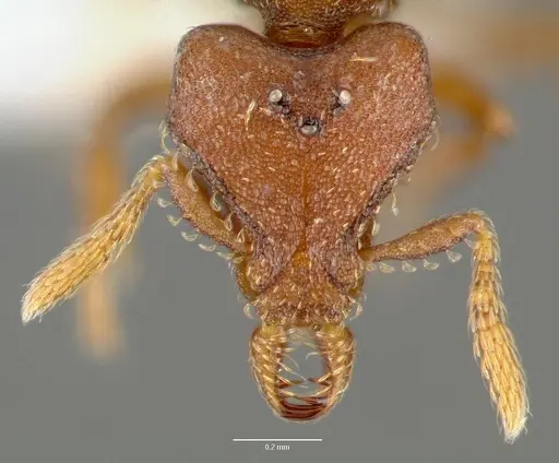 Strumigenys sylvaini - CASENT0006033