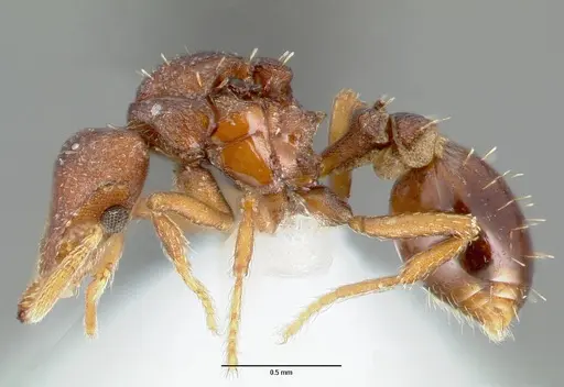 Strumigenys sylvaini - CASENT0006033