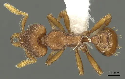 Strumigenys sylvaini - CASENT0900694