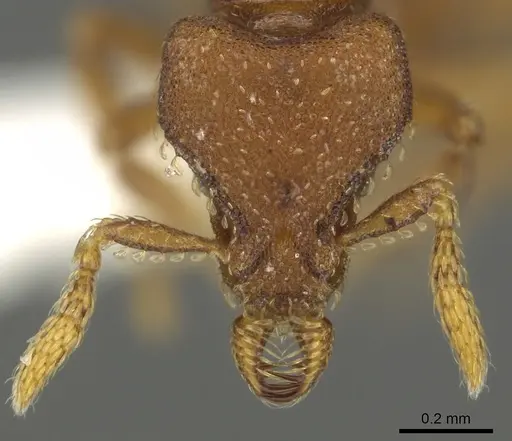 Strumigenys sylvaini - CASENT0900694