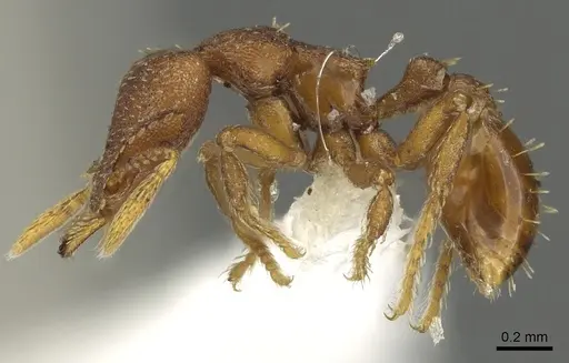 Strumigenys sylvaini - CASENT0900694