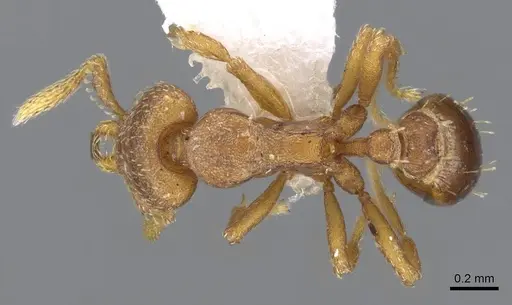 Strumigenys sylvaini - CASENT0914777