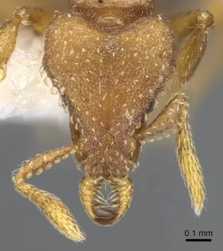 Strumigenys sylvaini - CASENT0914777