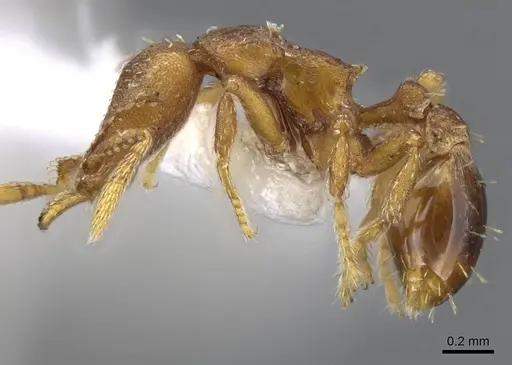 Strumigenys sylvaini - CASENT0914777