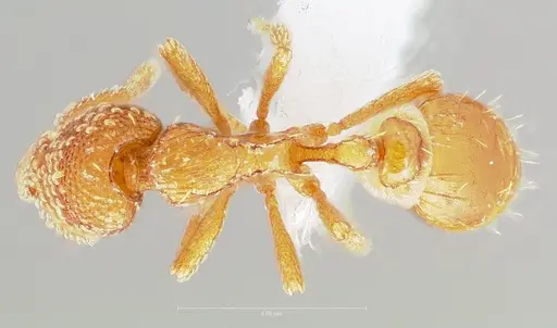 Strumigenys symmetrix specimen