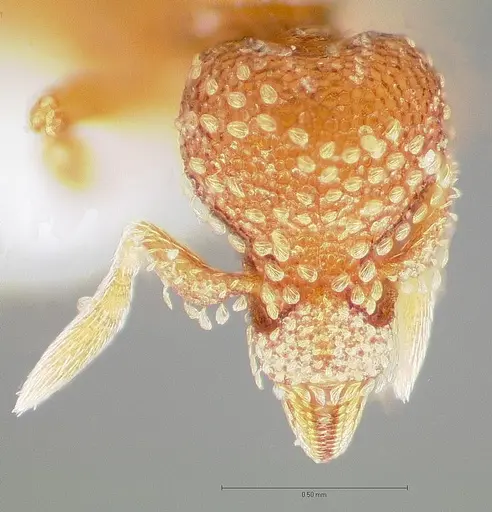 Strumigenys symmetrix specimen