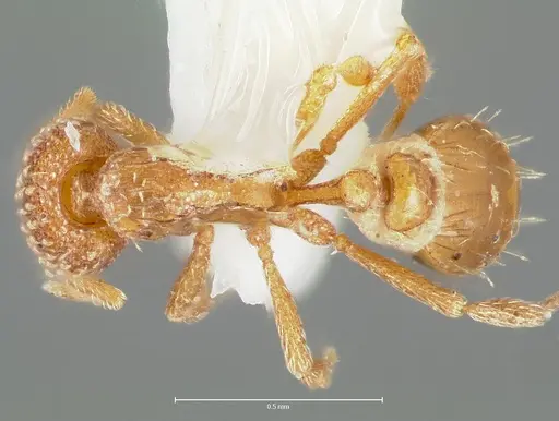 Strumigenys symmetrix - CASENT0005992