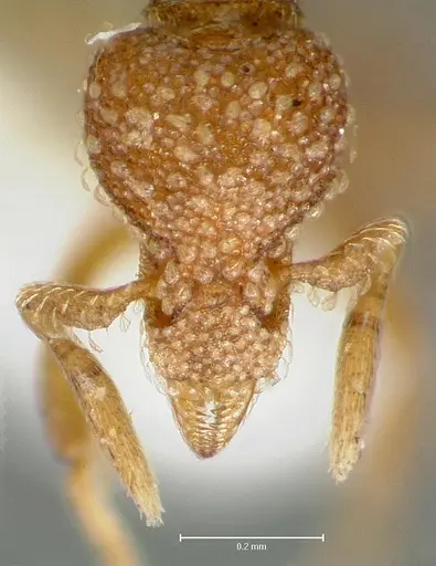 Strumigenys symmetrix - CASENT0005992