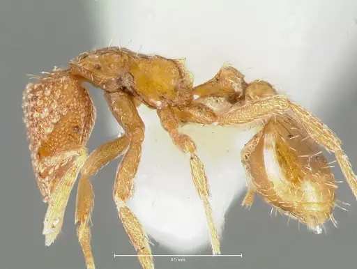 Strumigenys symmetrix - CASENT0005992