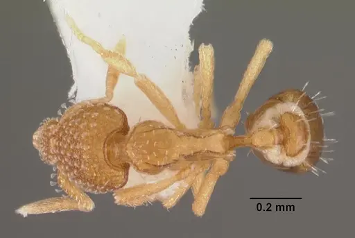 Strumigenys symmetrix - CASENT0102265