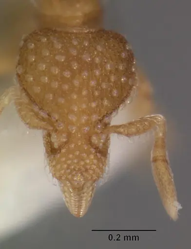 Strumigenys symmetrix - CASENT0102265