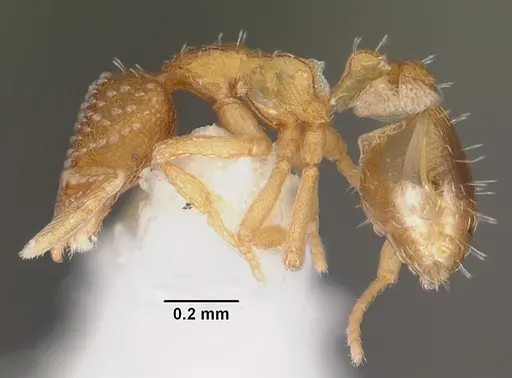 Strumigenys symmetrix - CASENT0102265