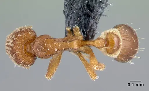 Strumigenys symmetrix - CASENT0108198