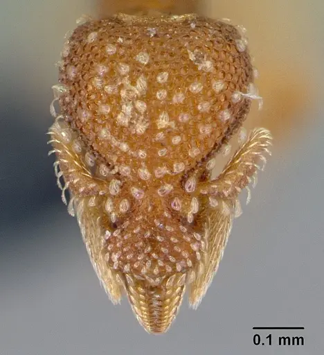 Strumigenys symmetrix - CASENT0108198