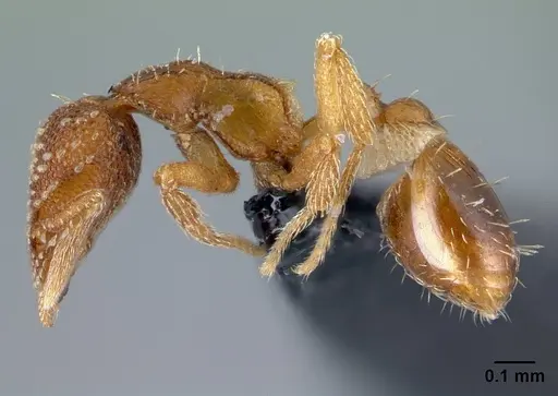 Strumigenys symmetrix - CASENT0108198