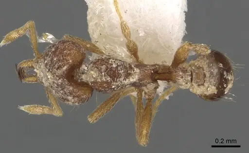 Strumigenys synchysis specimen