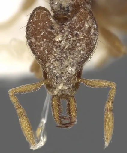 Strumigenys synchysis specimen