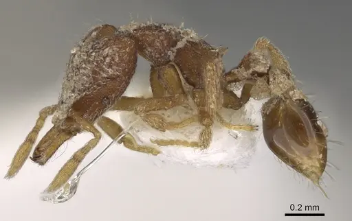 Strumigenys synchysis specimen