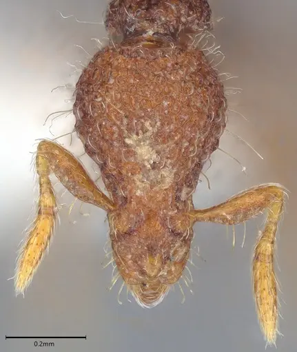 Strumigenys synkara specimen