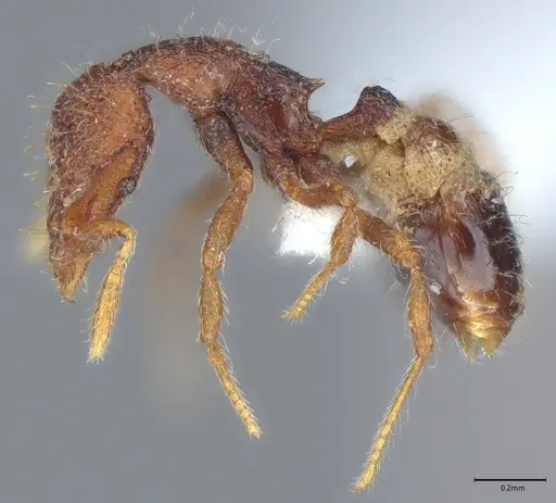 Strumigenys synkara specimen