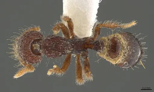 Strumigenys synkara - CASENT0845034